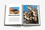 Книга Assouline AlUla Flora в твердом переплете