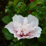 Гибискус Сирийский "Chiffon"