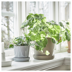 IKEA CITRUSFRUKT  (ИКЕА СИТРУСФРУКТ)  -  Цветочный горшок с подставкой, серый, 12 см