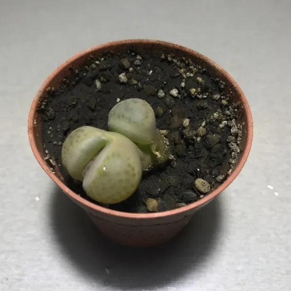 Литопс (C-266, MG590 Lithops fulviceps v. fulviceps) растение