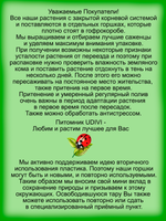 Традесканция Триколор ампельная вариегатная