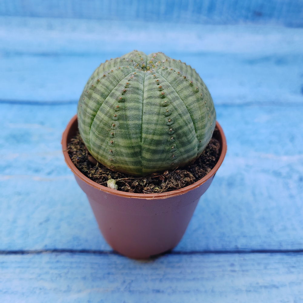 Euphorbia Obesa (Эуфорбия)