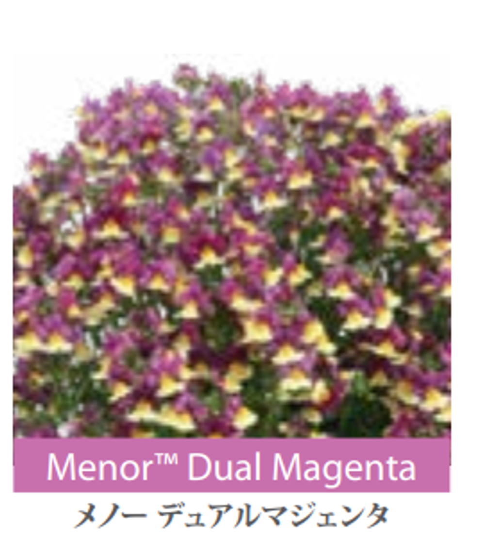ЕВРО Немезия Menor Dual Mangenta укор черенок декабрь