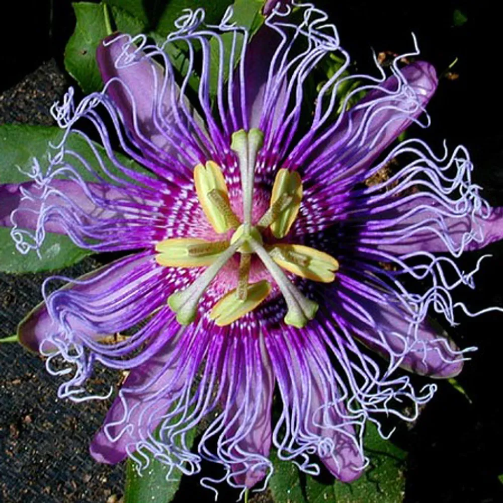 Пассифлора Телесная Passiflora Incarnata 2 шт