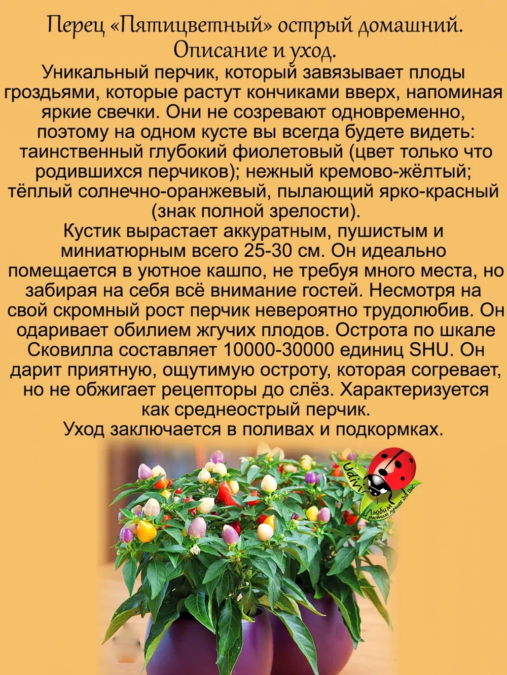 Перец Пятицветный домашний острый