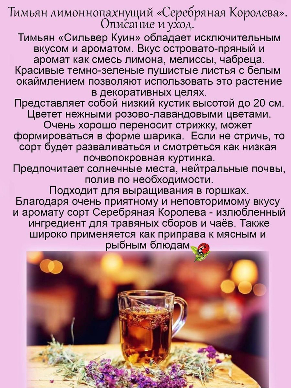 Тимьян Серебряная Королева лимонный чабрец