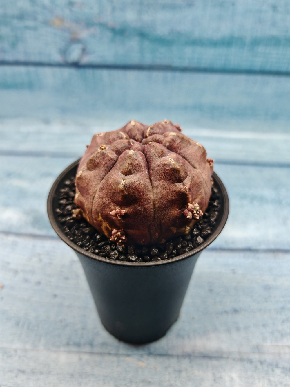 Gymnocalycium Daydream (Гимнокалициум)
