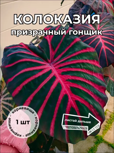 Колоказия Призрачный гонщик корневище