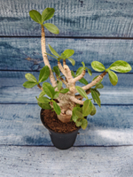 Adenium Baobab (Адениум)