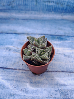 Faucaria Tuberculosa (Фаукария)