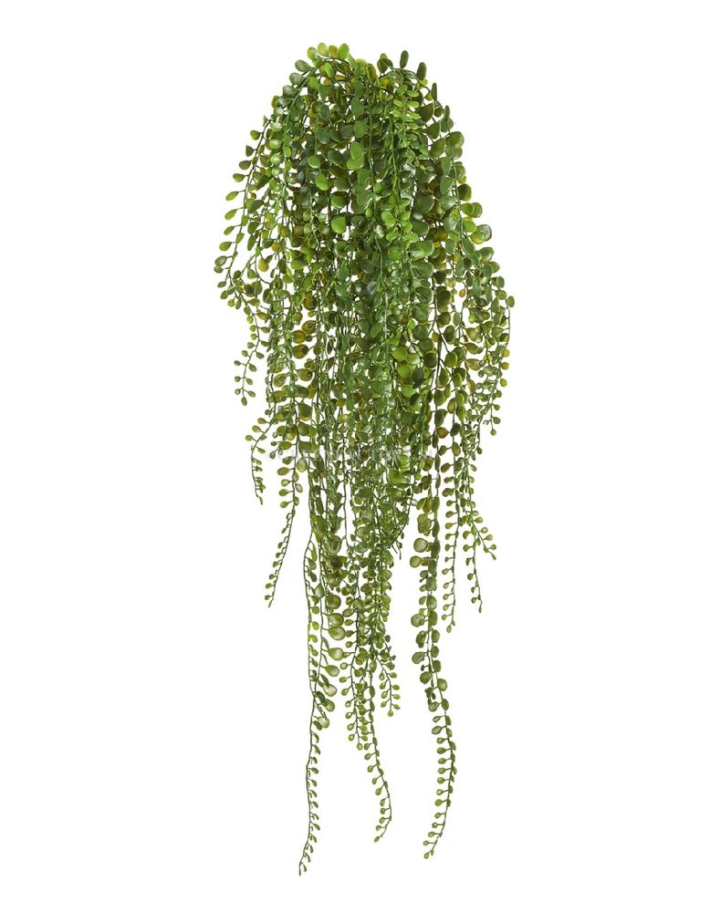 Пилея Глаукофилла зелёная ампельная
