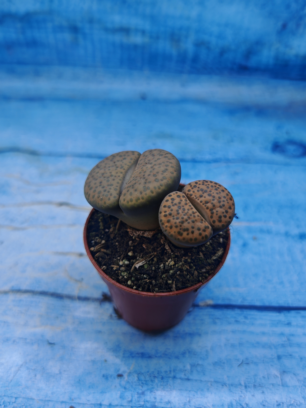 Lithops sp. (Литопсы)