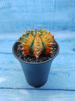 Gymnocalycium Variegata (Гимнокалициум Вариегатный)