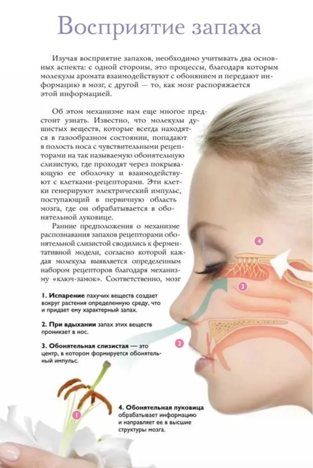 Духи. Основы парфюмерии