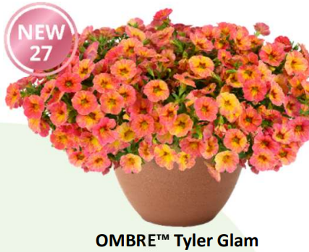 НОВИНКА 2027 ЕВРО Калибрахоа OMBRE Tyler Glam укоренный черенок середина ноября поставка 1