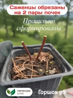 Сандей Фрайз гортензия метельчатая