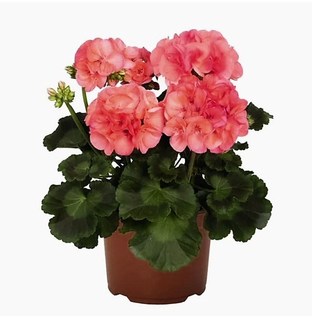 Пеларгония зональная Big Eeze Watermelon контейнер 0,2