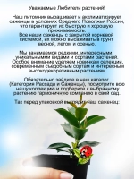 Дипладения Розовый румянец мандевилла