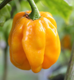 Семена острого перца Жёлтый Хабанеро (Yellow Habanero) 10шт