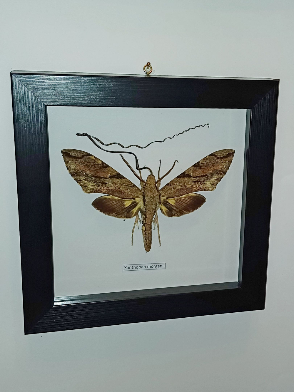 Бражник Xanthopan morganii в рамке