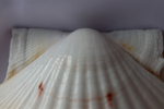 Раковина Пектен Албикан (Pecten albicans) двустворчатая (склеена), 9-12см, 1шт