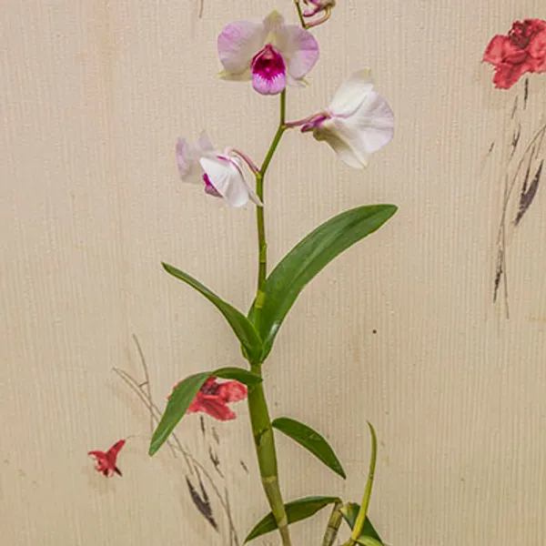Дендробиум-Фаленопсис (Dendrobium Phalaenopsis) 4938