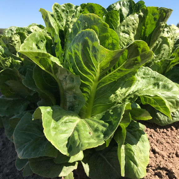 Квинтус семена салата ромэн (Rijk Zwaan /ALEXAGRO) культура – фото 12