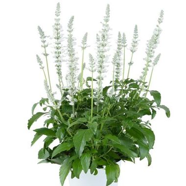 3306 Сальвия мучнистая SALLYFUN Pure White (Весна 2026)