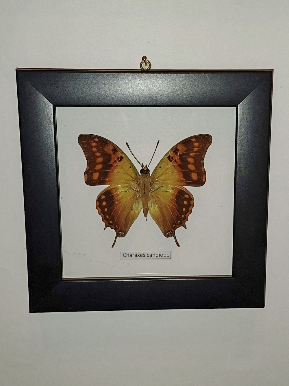 Бабочка Charaxes candiope в рамке