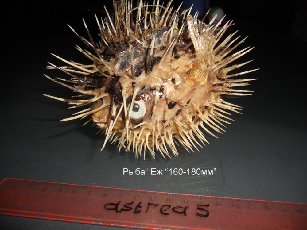 Рыба "Еж" "170-250-300мм"
