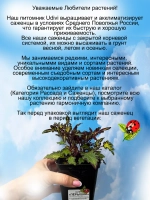 Колеус Пёрышки
