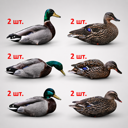 Кряква полевая (плоская) 12 шт.