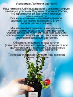 Брусника Фаер Боллс ремонтантная сладкая