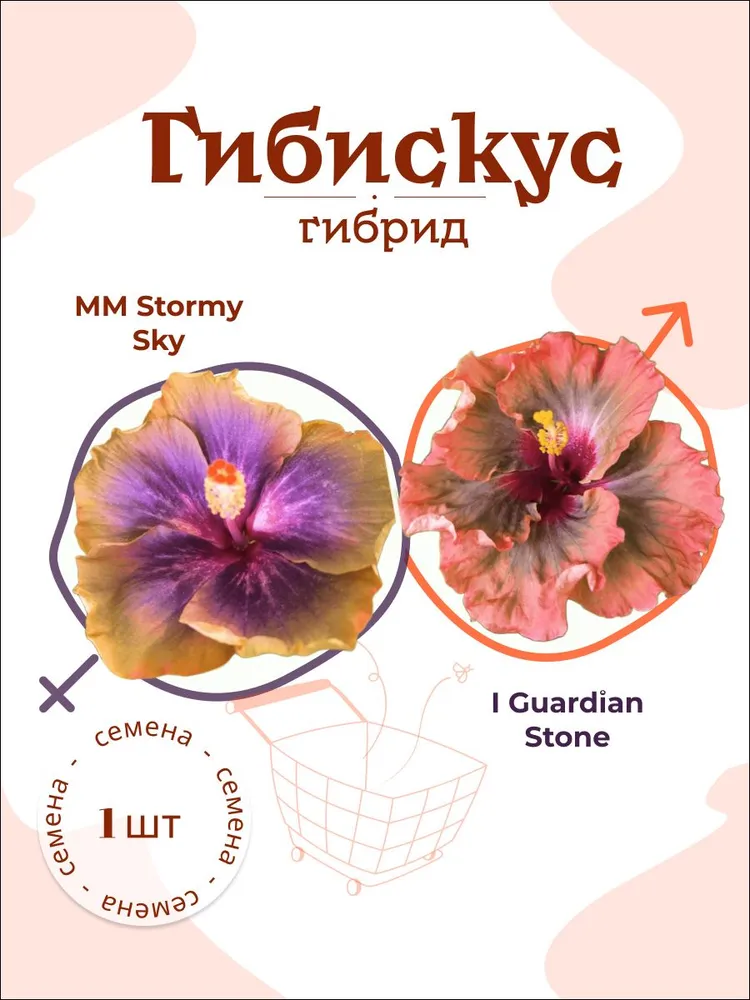 Гибискус MM Stormy Sky х I Guardian Stone — семена, 1 шт.