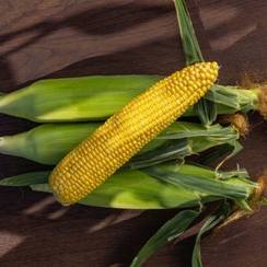 ГСС 14184 F1 семена кукурузы (Syngenta / Сингента)