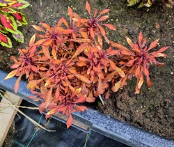 Sea Urchin Copper колеус