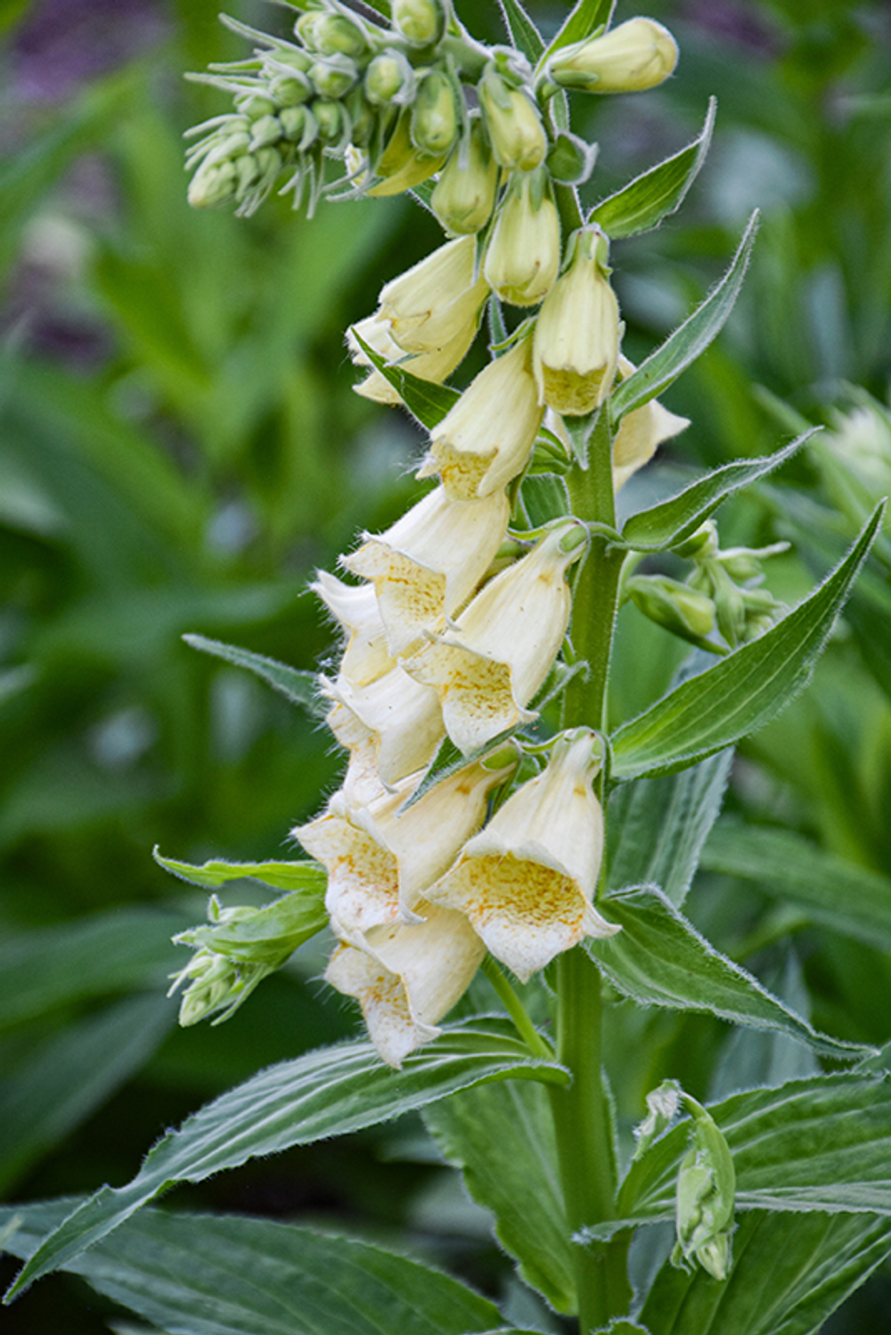 Наперстянка крупноцветковая. Digitalis grandiflora.