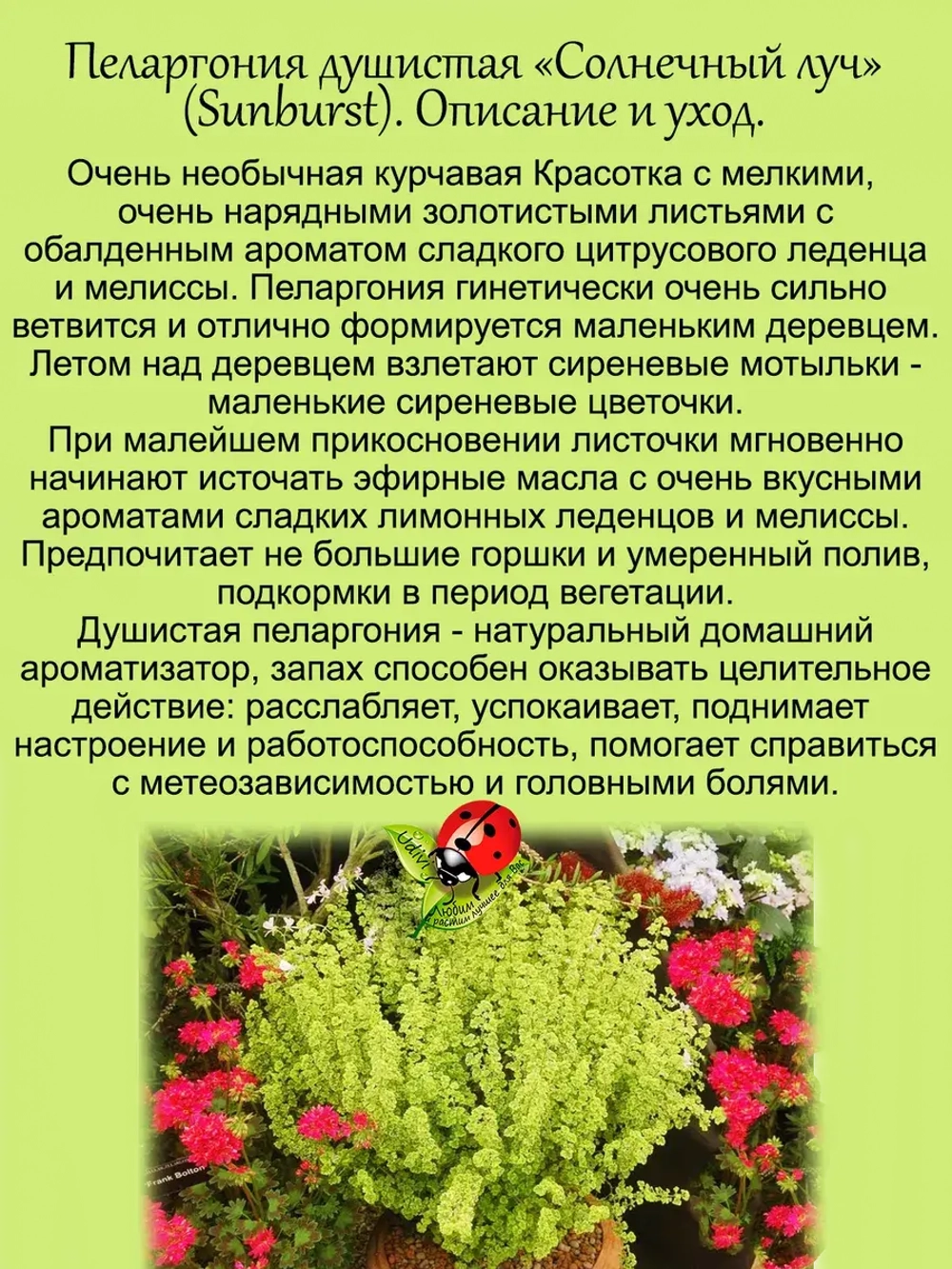 Пеларгония Солнечный луч Санберст душистая