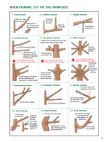 The Ultimate Bonsai Handbook: The Complete Guide for Beginners