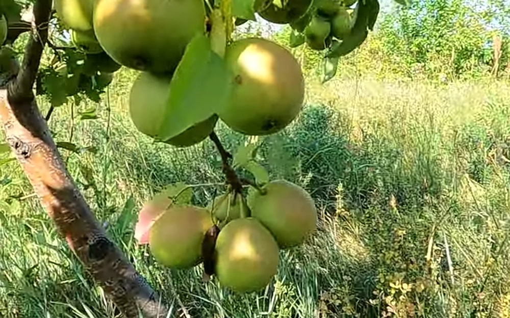 Груша Сварог