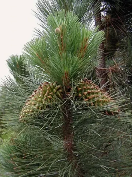 Семена Сосна Культера (Pinus coulteri) 1гр