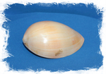 Мело мело,15-20см, 1шт