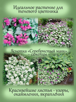Яснотка крапчатая Серебристый Маяк Беакон Сильвер