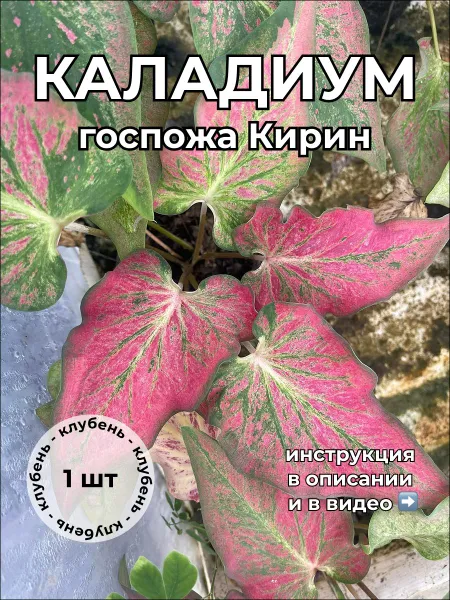 Каладиум госпожа Кирин клубень