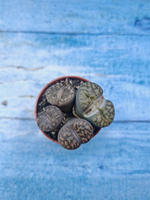 Lithops sp. (Литопсы)