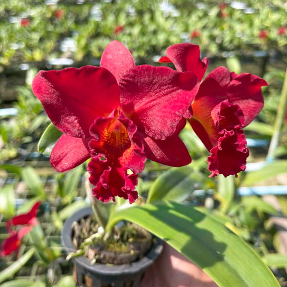 Орхидея каттлея C. MINI DORIS RED DRAGON
