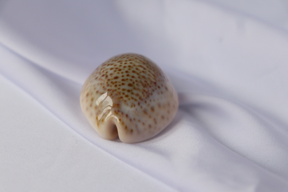 Ципрея турдус (Cypraea turdus), 4,8см, 1шт