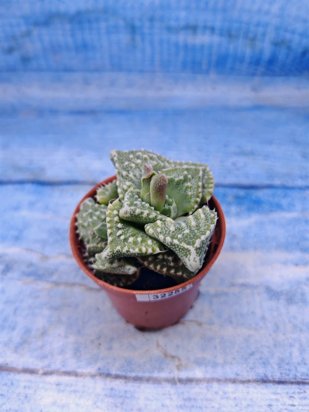 Faucaria Tuberculosa (Фаукария)
