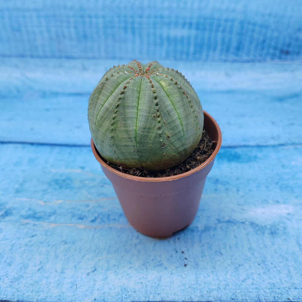 Euphorbia Obesa (Эуфорбия)