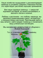 Малина Валентина абрикосовая сладкая